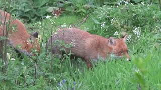 : 2 foxes in the garden daytime.