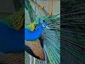 Morliyo 🦚 || mobile videography #shorts #peacock #status #ytshorts