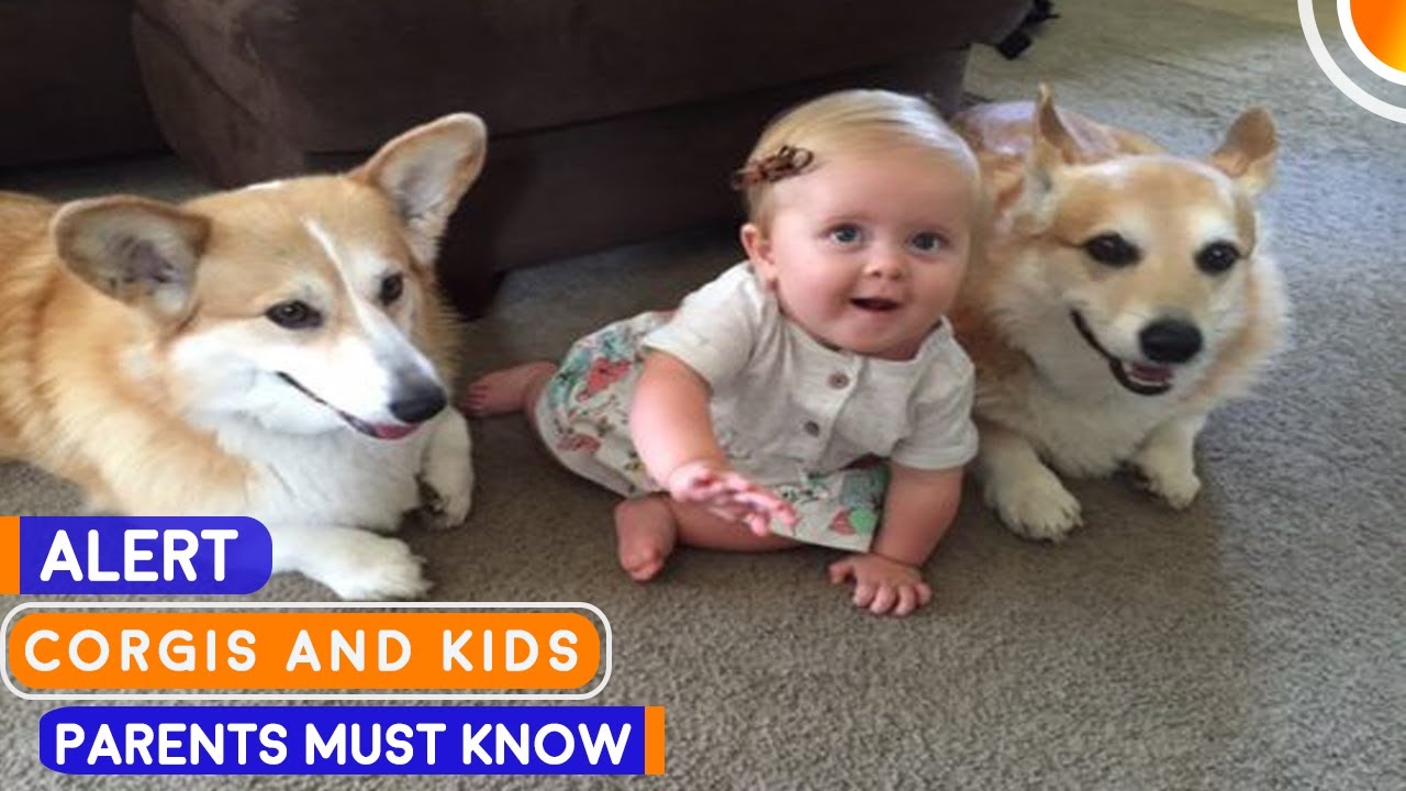 are corgis good family pets