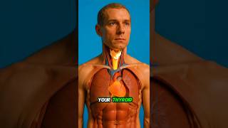 Power Your Thyroid: The 4 Key Nutrients You Need #seniorhealth #geroprotectors #aging