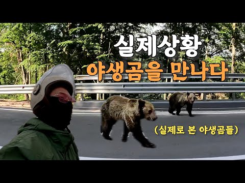 [#55] 공포의 야생곰을 만나다.. 그것도 무려 xx마리나  (루마니아 🇷🇴)