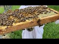 Hive Inspection May 23