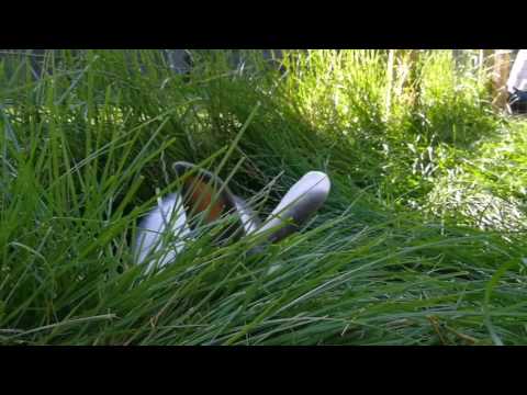 Video: Matande Kaniner