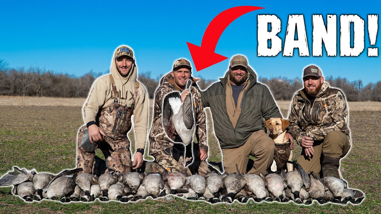 WE KILLED A BANDED LESSER Insane Goose Hunt W Bobby Guy Films YouTube WE KILLED A BANDED LESSER Insane Goose Hunt W Bobby Guy Films YouTube