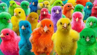 Tangkap Ayam Lucu,Ayam Warna Warni, Ayam rainbow, Ayam Pelangi,Bebek,kucing,Kelinci,Dunia Hewan Lucu