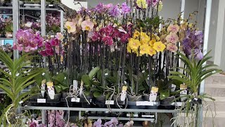 🌸 ПРОДАЖА ОРХИДЕЙ 06.09.23 Продажа редких орхидей. Ванды, Биг Липы, Орхидеи-БАБОЧКИ. Купить орхидею.