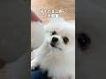 玉子見せると大興奮
