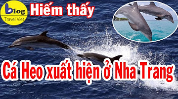 CLIP LẠ : Cá Heo Xuất Hiện Ở Nha Trang Khánh Hòa