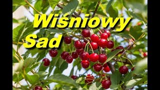 Video thumbnail of "Wiśniowy sad - BodzioGas"