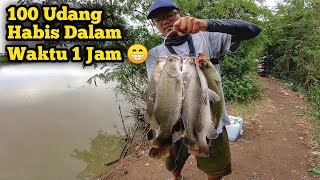 Edyan..! Sambaran TerCepat Barramundi..!! 100 Udang Habis.!