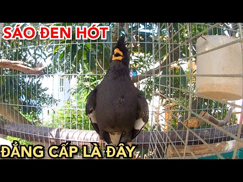 Video: Chim đen mỏ đen. Chim đen mỏ to