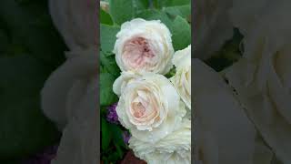 Earth Angel rose strong #fragrance #romantic cream-pink #cottagegarden 👉@sirihomerose Earth Angel rose strong #fragrance #romantic cream-pink #cottagegarden 👉@sirihomerose