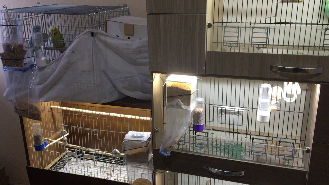 Yeni Mutasyon Zebra Finchler Geldi (Jumbo Boy) Renk Cümbüşü😍