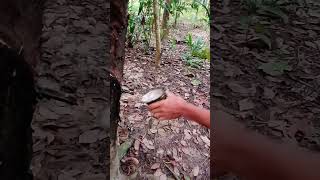 habis subuh noreh denger suara ceramah#petanimilenial #hutan #nature