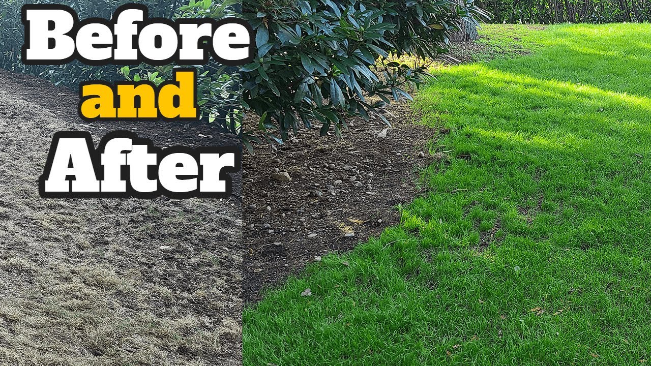 LakeCity Seattle Lawn Renovation Thatching Aerating Seeding Fertilizing