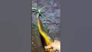 MENANGKAP BANYAK BELUT MONSTER DI KEBUN JAGUNG