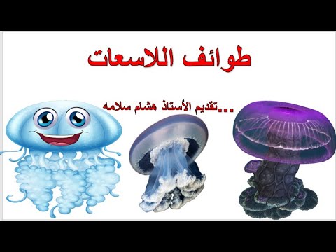 فيديو: كيف تتكاثر الأنثوزوا؟