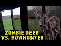 Iowa Zombie deer Bow Kill This Buck Was Literally The Walking Dead.