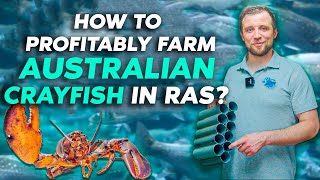 Overview of a RAS farm for growing AUSTRALIAN RED CLAW CRAYFISH | Business ideas 2022
