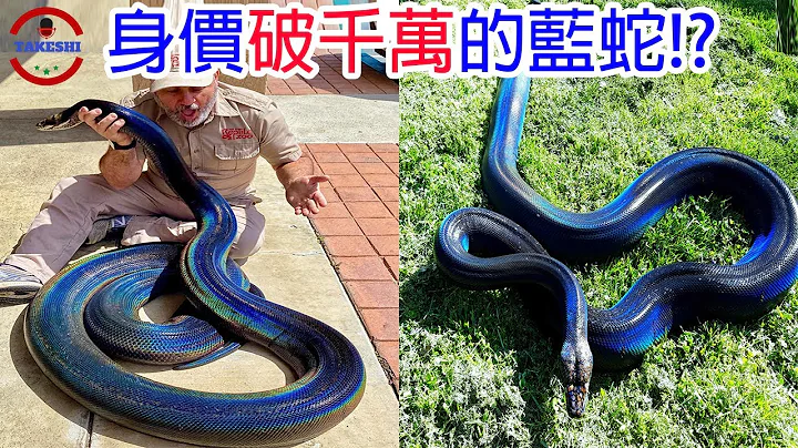 [生物放大鏡]擁有驚人體色的神選之蛇 | 發現身價如"超跑"一般的神蛇 | 神秘藍蛇的真實身分 - 天天要聞