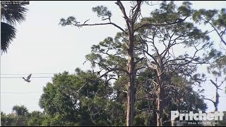 SWFL Eagles ~ E22 FLEDGES & TAKES ITS FIRST FLIGHT AT 09:24! CONGRATULATIONS! 4.1.23 Profile