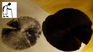 Let's Make a Mushroom Spore Print