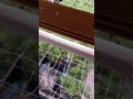 水培栽培大麻