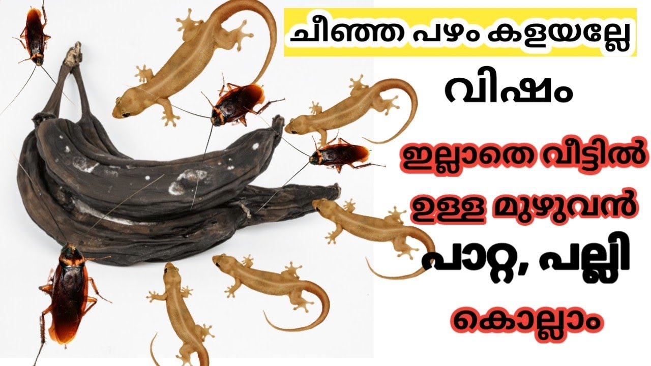 ചീഞ്ഞ പഴം കൊണ്ട് പാറ്റയെ കൊല്ലാം..How to Get Rid of cockroaches|kitchen ...