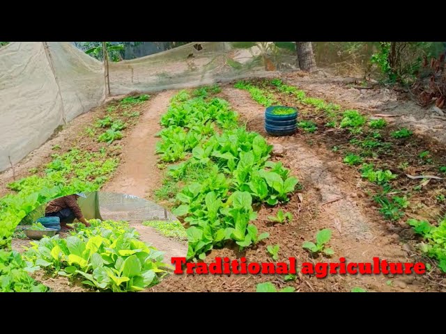 Traditional cabbage cultivation {Family characteristics} class=