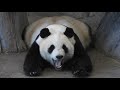 Pandat Ähtäri Zoo