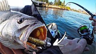 big city MULLOWAY FISHING | Brisbane River Fishing