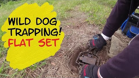 Wild Dog Trap! How I do a "Basic Flat Set"