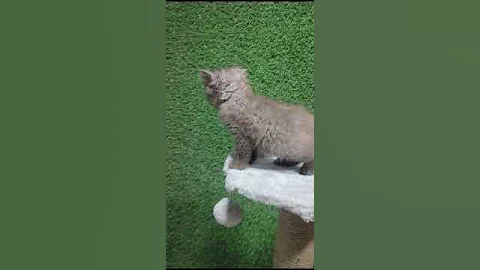 Video 6789161: persian himalayan kittens, male persian himalayan