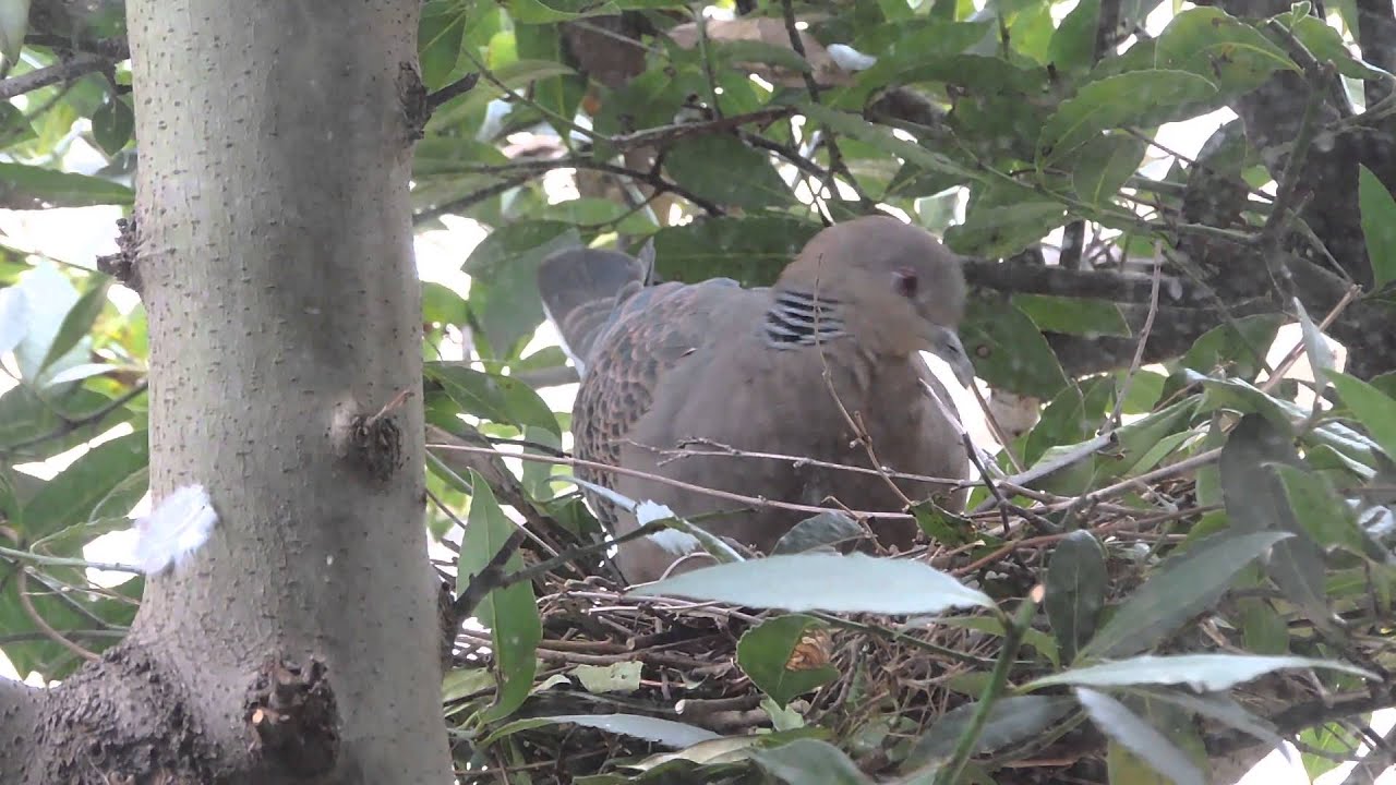 鳩 の 巣 縁起