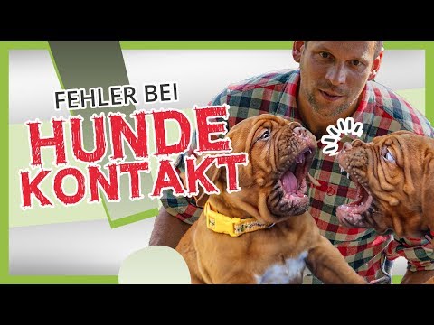 VERMEIDE diese FEHLER beim Hundekontakt! ❌