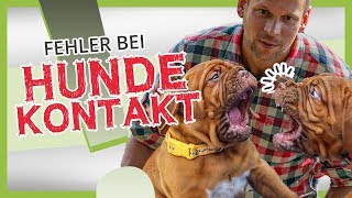 VERMEIDE diese FEHLER beim Hundekontakt! ❌