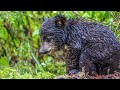 Bear Family on a Rainy Day