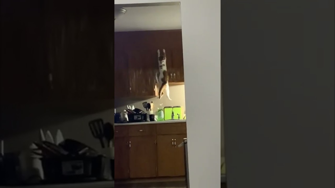 Cat Fell into Sink Climbing on SO FUNNY 😂😂 YouTube