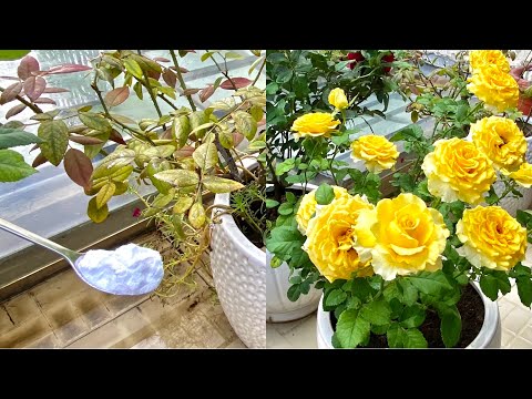 Video Một Thìa Baking Soda Giúp Hoa Hồng Khỏi Nấm Và Các... - youtube