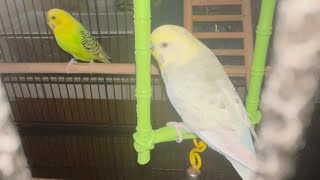 Kiwi and yogi playing and fighting for swing 🐦🐤😍😀#pets #parakeet #bird #buggies 🙏🏻🕉️🙏🏻 by Babita Sharma 67 views 7 months ago 2 minutes, 24 seconds