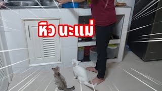 ไม่ไหว หิว มากๆ😁😁😁😁 by แมวยิ้ม channel 2,201 views 4 months ago 2 minutes, 35 seconds