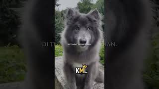 A Very Genius Wolf Defense Formation