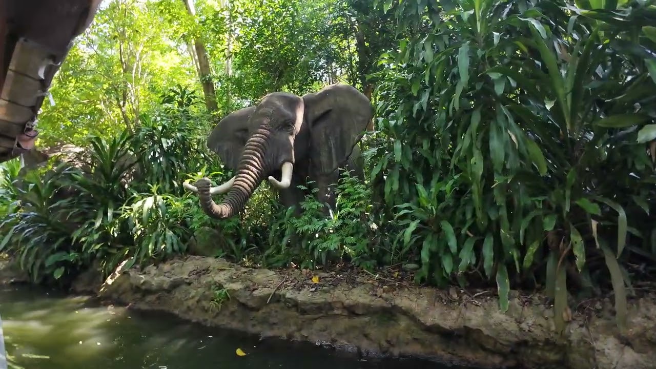 Jungle River Cruise