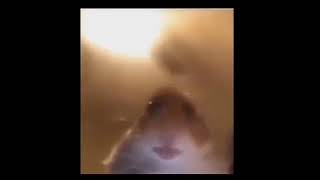 Facetime Hamster Calls U