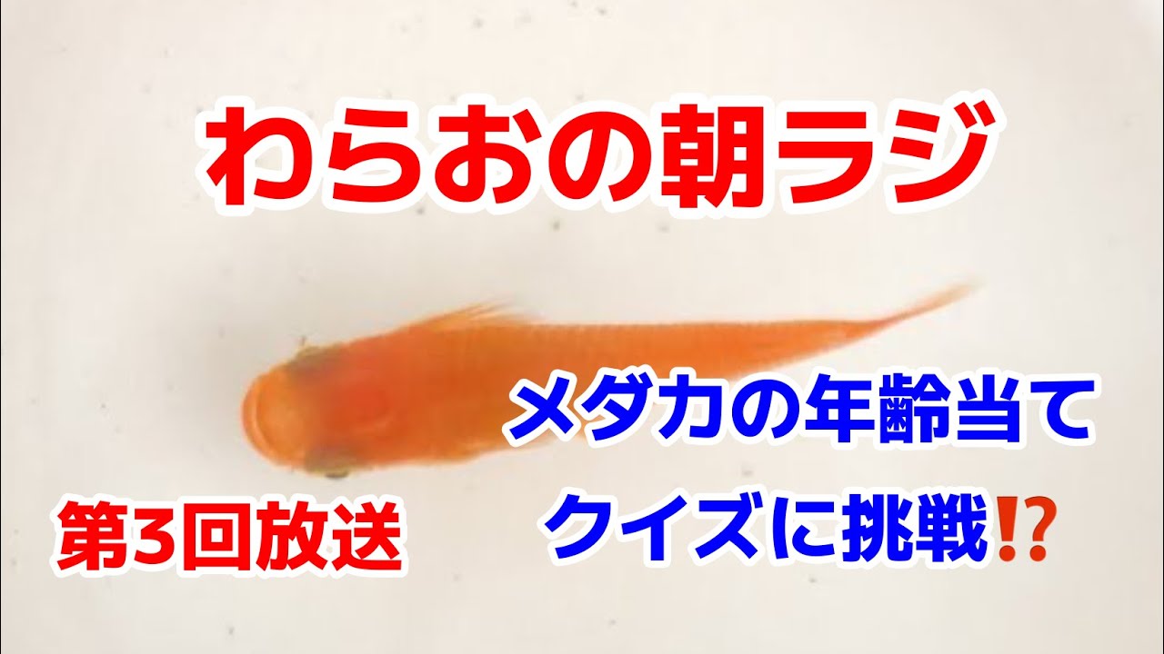 めだかページ YouTube