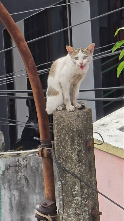 சேட்டைய பாருங்களன்