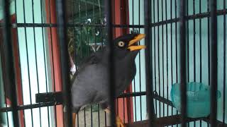 Jalak kebo gacor ngoceh isian jalak nias