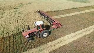 Massey 613 Pull Type Swather in Oats