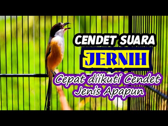 SUARA CENDET JERNIH, CEPAT DIIKUTI OLEH CENDET JENIS APAPUN, MASTERAN CENDET ISIAN MEWAH class=