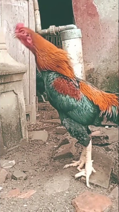 suara kokok ayam bangkok x birma (birkok)